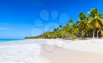 Palms trees grow on sandy beach. Caribbean Sea, Dominican republic, Saona island coast, popular touristic resort