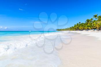 Palms trees grow on white sandy beach. Caribbean Sea, Dominican republic, Saona island coast, popular touristic resort
