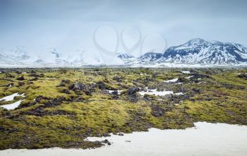 Misty Icelandic landscape with green moss growing on rocks and snowy mountains, South coast of Iceland