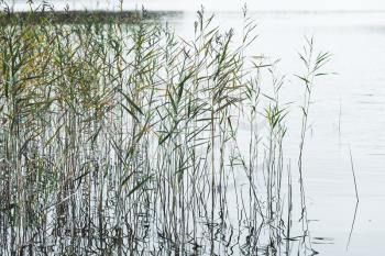 Natural background, photo of coastal reed and still lake water. Selective focus