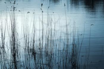 Natural background, blue toned photo of coastal reed and still lake water. Selective focus