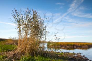 Gulf of Finland. Coastal landscape with dry reed under blue sky