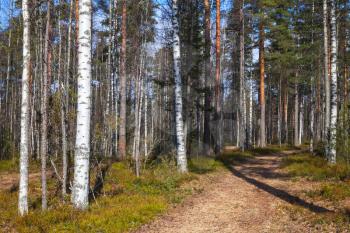 Road goes in spring European forest. Background photo, Imatra Region, Finland