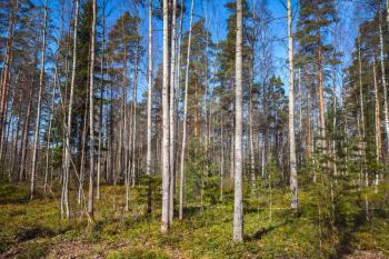 Spring European forest background photo, Imatra Region, Finland