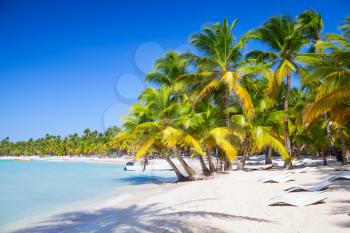 Palms trees growing on sandy beach. Caribbean Sea coast. Dominican republic landscape, Saona island, popular touristic resort