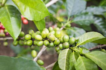 Unripe green coffee berries on the bush