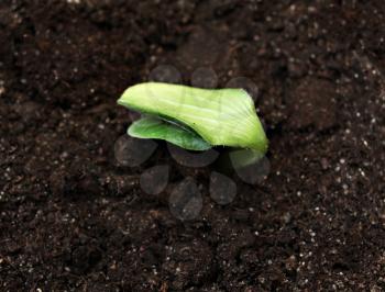 Green sprout in the ground, high resolution
