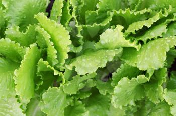 Fresh lattuce in the garden