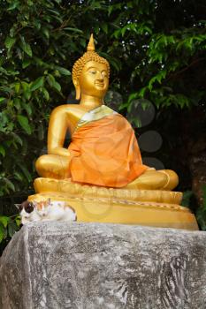 Two kittens meditate with Buddha