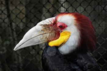 Wreathed Hornbill in the zoo