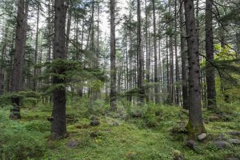 Beautiful pine forest in Manali, Himachal Pradesh, India
