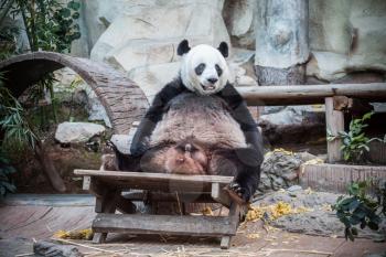 Very big panda relaxing and looks very funny