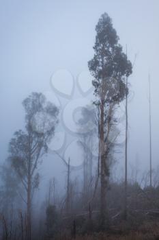 Fantasy forest, Madeira Island, Portugal