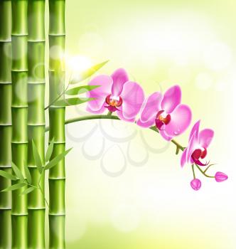 Orchid pink flowers with bamboo and sunlight on light-green background