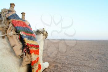 Camel in desert ready to ride