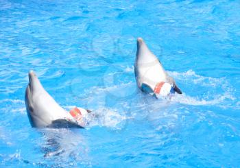 Two dancing dolphins with balls at pool