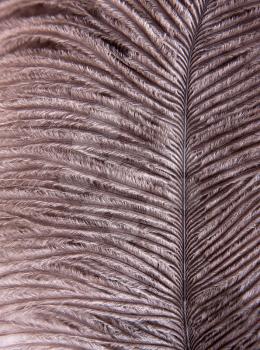Close-up of a single dark bird feather