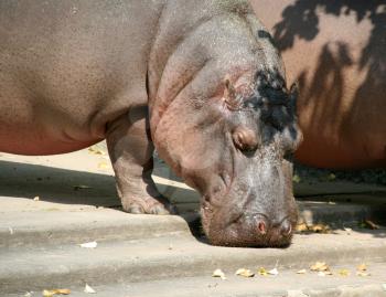 Big hippopotamus looking for eat in zoo