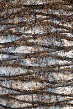 Background of old palm bark
