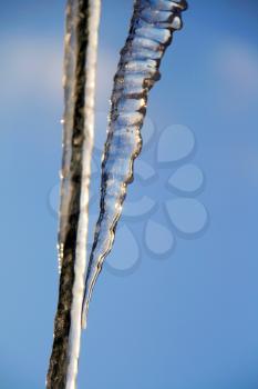 Close-up of Icicles. Winter nature