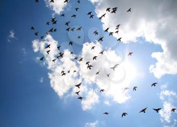 Flock of birds in blue sky