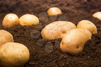 Potatoes on the ground outdoors