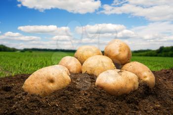 Potatoes on the ground under blue sky