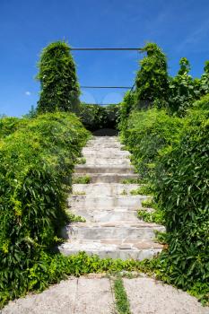 Ivy covered old stairs against blue sky