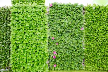 Wall covered with fresh green leaves