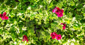 Green plant with pink flowers background