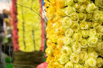 Heap of yellow roses on the bush close up