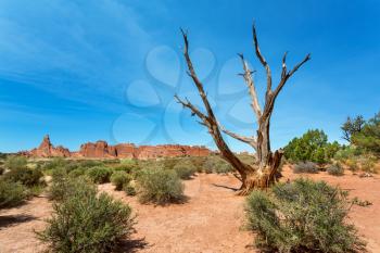 Dry tree in valley. Uneven vegetation terrain