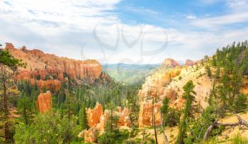 Pine tree forest at canyon against skyline at  Bryce Canyon National Park, Utah USA