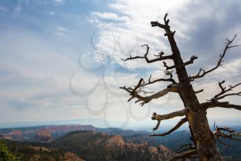 Dry tree on the top of mountain at Bryce Canyon National Park, Utah USA