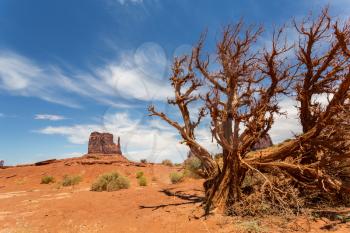 Dry tree in desert of Monument Valley National Tribal Park, Navajo, Utah USA