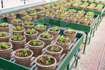 Pots with seedlings in botany garden. In the beginning of life.