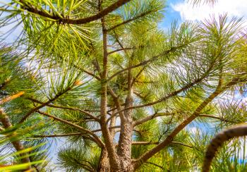 Closeup pine tree branch. Blue sky on background.