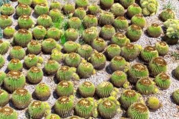Many small green cactuses. Barbed desert  plants.