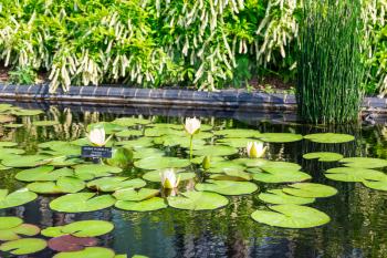 Reservoir with lilies and water-lilies in botanical garden.