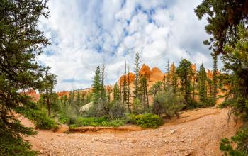 Canyon with pine trees at Bryce Canyon National Park, Utah, USA