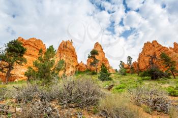 Pine trees and dry flora at Bryce Canyon National Park, Utah