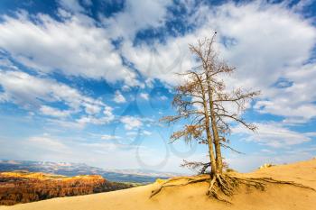 Dry tree in desert valley. Wildlife nature landscape