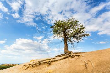 Single tree in desert valley. Wildlife nature landscape