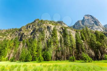 Green meadow and pine trees surrounded by rocky mountains at Yosemite National Park, California USA