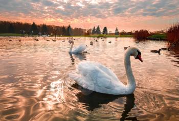 White swans swim in the pond in autumn park on sunset. October forest and noble birds in lake