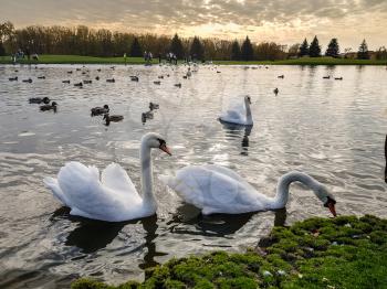 White swans swim in the pond in autumn park on sunset. October forest and noble birds