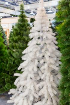 Xmas trees with snow decoration, new year. Winter holiday traditional celebration