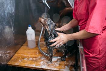 Pet groomer washing little dog with shampoo. Professional grooming and cleaning service for domestic animals