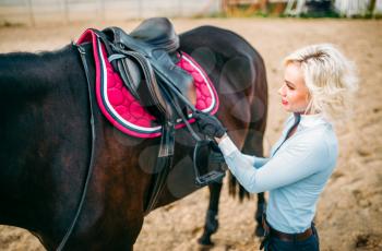 Female rider preparing a horse saddle, horseback riding. Equestrian sport, young woman and beautiful stallion, farm animal