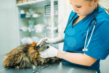 Female veterinarian examining cat, veterinary clinic. Vet doctor, treatment a sick dog
